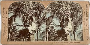 Etats-Unis, Porto Rico, San Turce, Cueillette sur cocotier, Vintage print, circa 1900, Stéréo