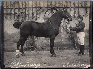 Allemagne, Cheval Allemand, Oldenburg, vintage silver print, ca.1910