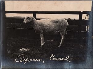 England, Sheep, Cuperies, vintage silver print, ca.1910