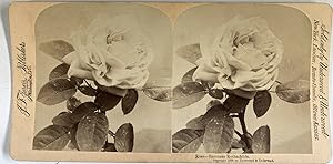 Jarvis, Flowers, Rose, Baroness Rothschild, stereo, 1899