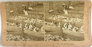 USA, Femmes dans un élevage de canards, Vintage albumen print, ca.1880, Stéréo