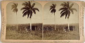 Cuba, Caracas, Plantation de sucre, Vintage print, circa 1890, Stéréo