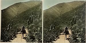Amérique du Nord, Scène de vie près des cactus, Vintage print, circa 1900, Stéréo