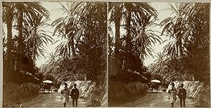 Afrique du Nord, palmeraie, Vintage print, circa 1900, Stéréo