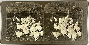 Garçon nourrissant ses poules, Vintage print, ca.1900, Stéréo