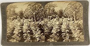 Cuba, Province de La Havane, Plantation de Tabac, Vintage albumen print, ca.1885, Stéréo