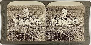 Cuba, San Luis, Ouvriers de la Plantation de sucre "La Union", Vintage albumen print, ca.1890, St...
