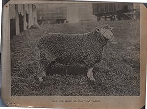 England, Sheep, Devon and Cornwall Longwool, vintage silver print, ca.1910
