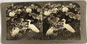 Japon, Héron près des Lotus, Vintage print, ca.1900, Stéréo