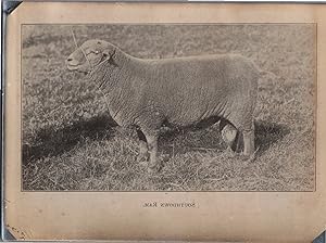 England, Sheep, Southdown, vintage silver print, ca.1910