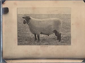 England, Sheep, Suffolk Ram, vintage silver print, ca.1910