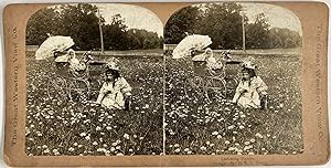 Young, Genre Scene, Gathering Daisies, vintage stereo print, 1897