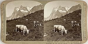 Suisse, Grindelwald, Pâturages Alpins et Wetterhorn, vintage stereo print, ca.1900