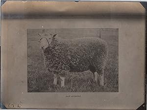 England, Sheep, Leicester Ram, vintage silver print, ca.1910