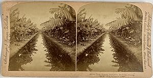 Etats-Unis, Iles Hawaï, Plantation de banane, Vintage print, circa 1890, Stéréo