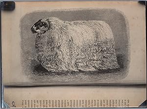 England, Black Sheep, vintage silver print, ca.1910
