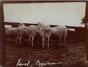 England, Sheep Farming, vintage silver print, ca.1910