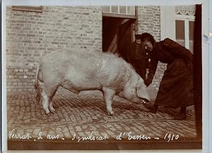 Verrat, Porc, vintage silver print, 1910