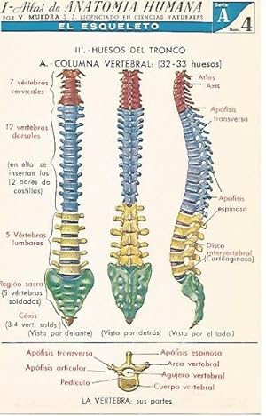 LAMINA 2150: El esqueleto. La columna vertebral. Serie A numero 4