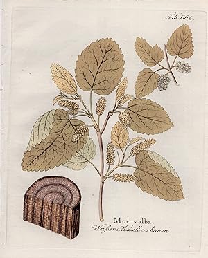 MORUS ALBA [White Mulberry], Original Hand-Colored Copper Engraving (plate # 664) from Icones Pla...