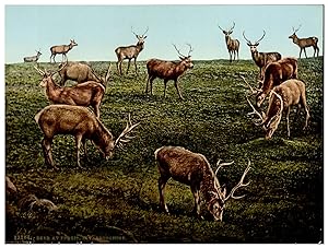 Scotland, Invernes-shire, Deer at Fersit