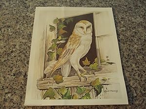 5 Assorted Vintage Owl Lithos Different Sizes and Printers