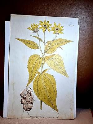 Helianthus Tuberosos L. ( Topinambur ). Altkolorierter Kupferstich aus *Icones Plantarum Medicina...