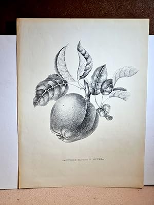 Calville rouge d`hiver ( Apfel - pommes ). Lithographie auf Papier um 1850 ohne nähere Angaben zu...