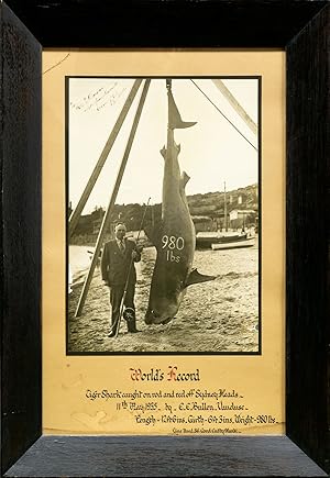 'World's Record. Tiger Shark caught on rod and reel off Sydney Heads, 11 May 1935, by E.E. Bullen...