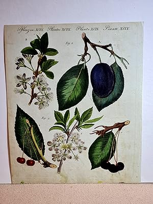 Teutsche Obst-Arten: Die gemeine Zwetsche (Prunus domestica ) - Die gemeine Stammkirsche (Prunus ...