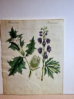 Stechapfel (Datura stramonium) - Eisenhut (Aconitum napellus). Altkolorierter Kupferstich auf Büt...