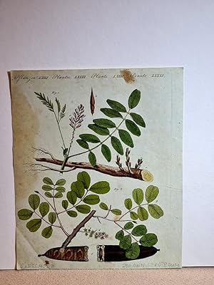 Handels-Pflanzen: Das glatte Süßholz (Glycirrhiza glabra) - Der Johannisbrodbaum (Ceratonia siliq...