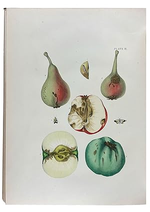 A Treatise on the Insect Enemies of Fruit and Flowers