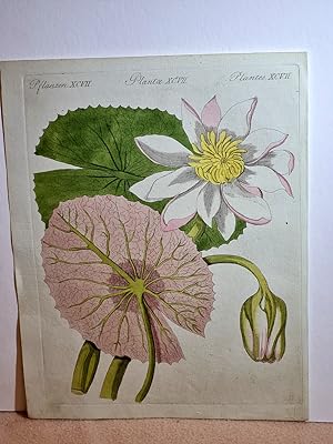 Pracht-Blumen: Die ächte Lotus-Pflanze : Die ägyptische Seerose oder ächte Lotuspflanze. ( = Pfla...