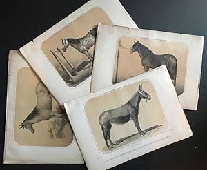 Fourteen Tinted Lithographed Portraits of 12 Horses and 2 Mules--Spain, 1850s