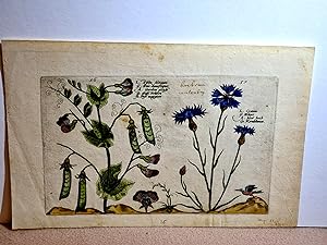 Grosse Erbsen - Kornblumen. Altkolorierter Kupferstich auf dünnem Papier um 1700. Leider ohne näh...