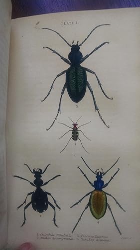 The Naturalist's Library, Entomology. Vol. II. Beetles