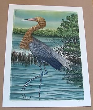 Reddish Egret, an original copper plate engraving from the collection of twenty Birds of Florida....