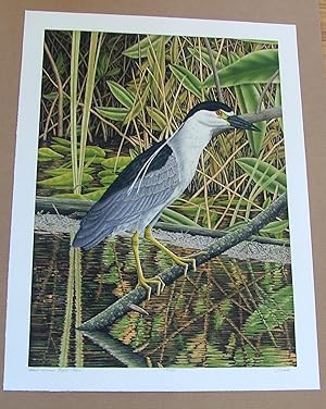 Black Crowned Night Heron, an original copper plate engraving from the collection of twenty Birds...