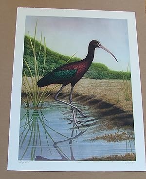 Glossy Ibis, an original copper plate engraving from the collection of twenty Birds of Florida. 1...