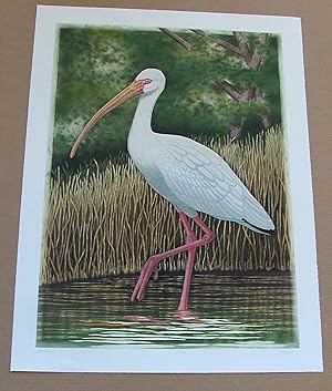White Ibis, an original copper plate engraving from the collection of twenty Birds of Florida. 1/...