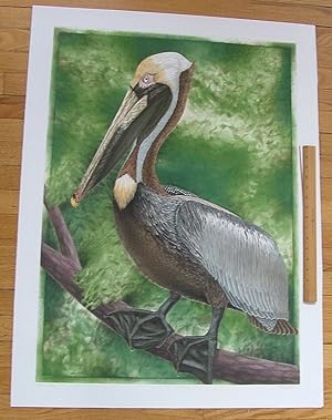 Brown Pelican, an original copper plate engraving from the collection of twenty Birds of Florida....