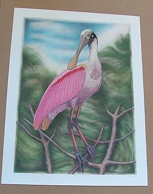 Spoonbill, an original copper plate engraving from the collection of twenty Birds of Florida. 1/2...