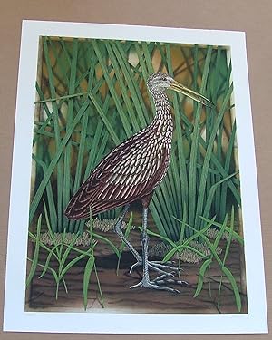 Limpkin, an original copper plate engraving from the collection of twenty Birds of Florida. 1/250...