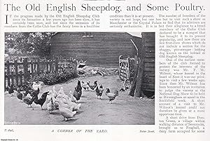 The Old English Sheepdog Club. Several pictures and accompanying text, removed from an original i...