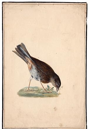 Antique Drawing-ANIMAL-BIRD-THRUSH-PECK-Anonymous-Holsteyn-c.1750