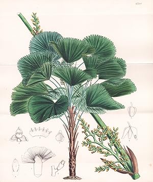 "Licuala Grandis. Tab 6704" - New Britain / Pflanze Planzen plant plants / flower flowers Blume B...