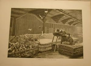 GRAVURE SUR BOIS FEVRIER 1886 de A. BROUILLET LE GAVAGE DES PIGEONS