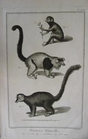 GRAVURE ORIGINALE SUR CUIVRE DE MARTINET 1768 LE VARI LE MONGOUS LE LORY