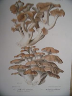 PLANCHE COULEUR 1910 CHAMPIGNONS POLYPORUS UMBELLATUS FRONDOSUS